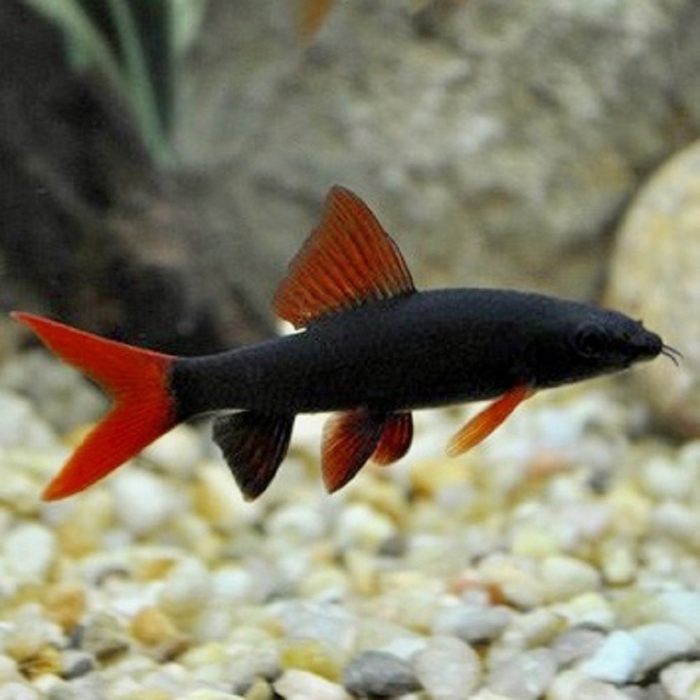 Рыба лабео аквариумная фото и описание