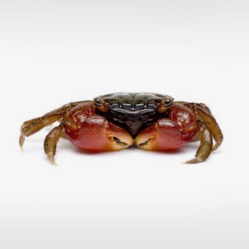 Sesarma johorensis - Red crab M - Krabben-Kreeften-Garnalen - Jarathana