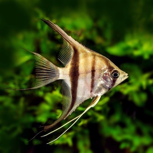Pterophyllum scalare - Angelfish common ML