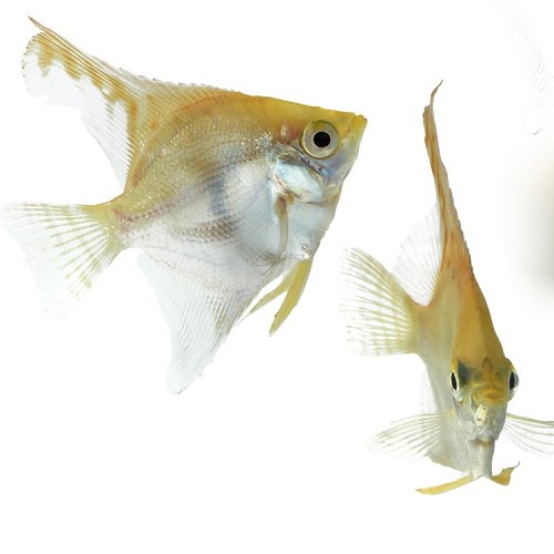 Pterophyllum scalare - Angelfish gold