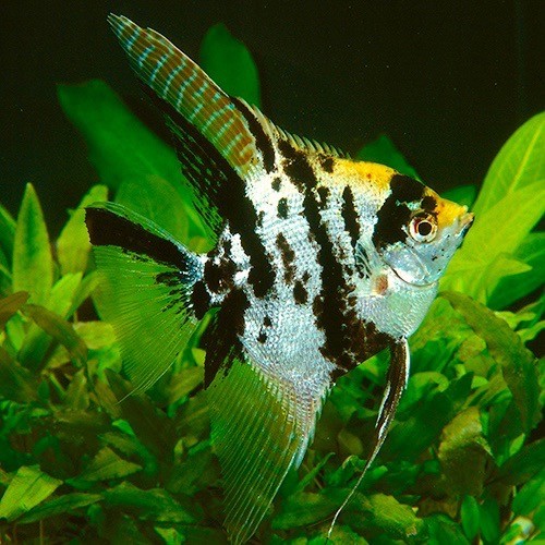 Pterophyllum scalare - Angelfish gold marble M