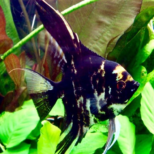Pterophyllum scalare - Angelfish marble M