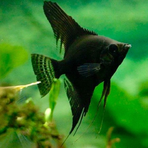 Pterophyllum scalare - Angelfish black XL