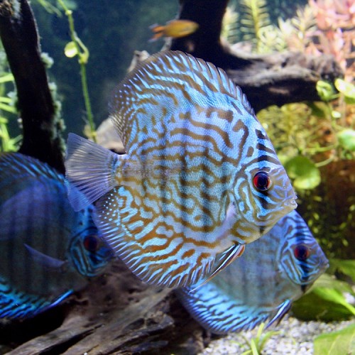 Symphysodon aequifasciatus - Discus blue turquoise 6-7 cm
