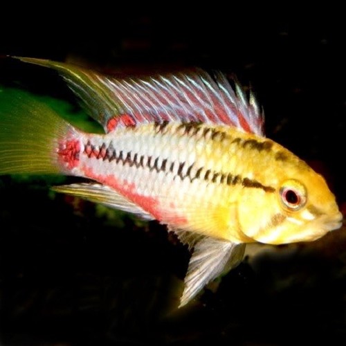 Apistogramma hongsloi - Red streak cichlid ML
