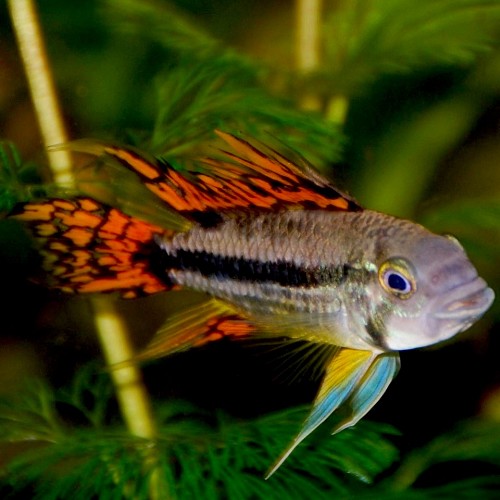 Apistogramma cacatuoides double red - Cockatoo dwarf cichlid red ML