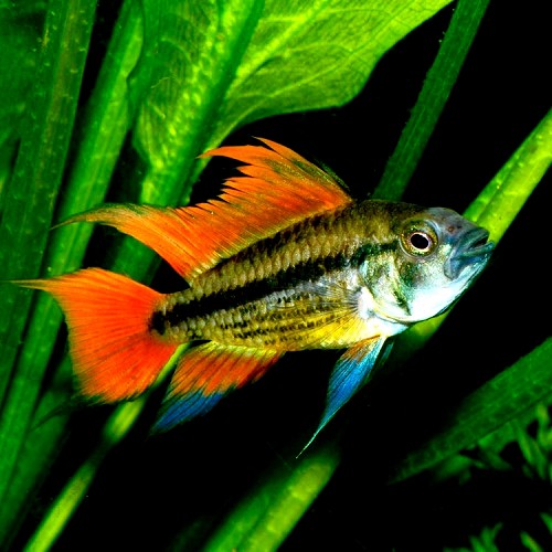 Apistogramma cacatuoides orange - Cockatoo dwarf cichlid orange ML