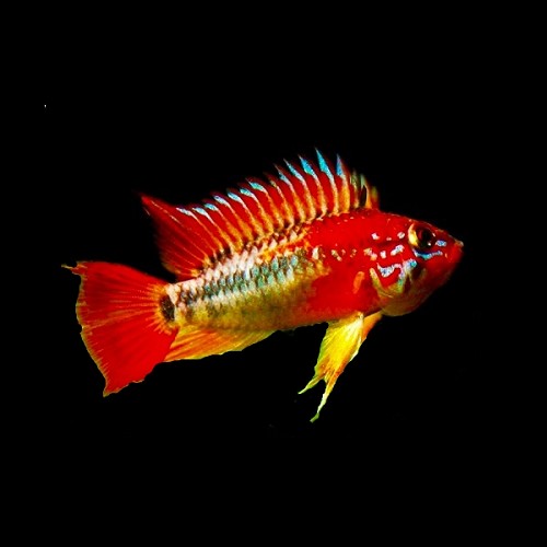 Apistogramma macmasteri red mask - Macmaster's Dwarf Cichlid red mask M