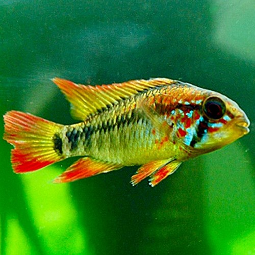 Apistogramma macmasteri - Red tailed dwarf cichlid ML