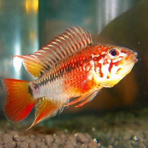 Apistogramma viejita II- Viejita apisto II