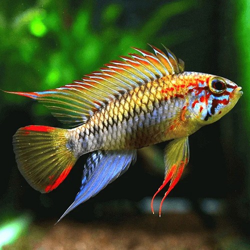 Apistogramma viejita - Viejita apisto
