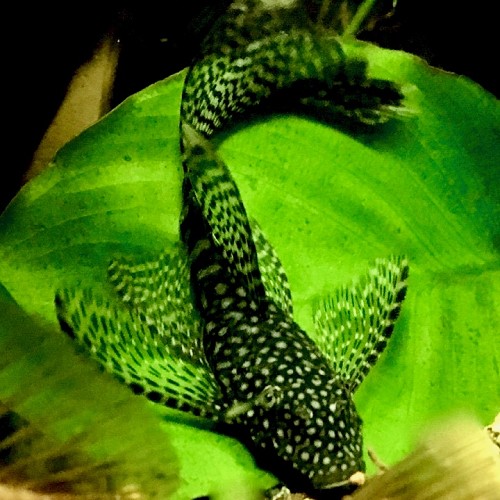 Ancistrus temminckii long fin - Brushmouth Pleco long fin SM