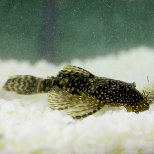 Ancistris temmincki XL