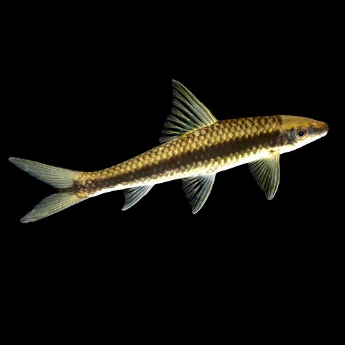 Epalz.kallopterus   Grondbarbeel L