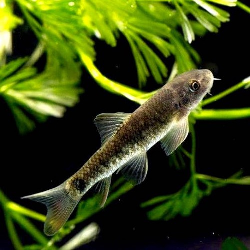 Garra rufa - Doctor fish M