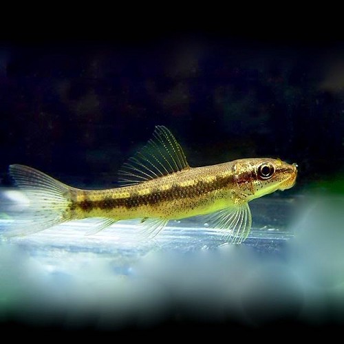 Gyrinocheilius aymonieri - Chinese Algae Eater