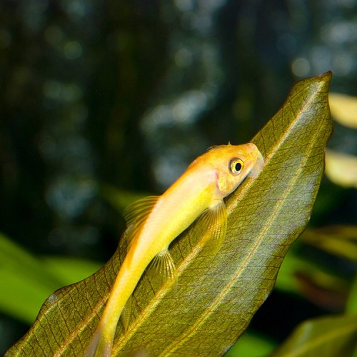 Gyrinocheilius aymonieri gold - Chinese algae eater gold M