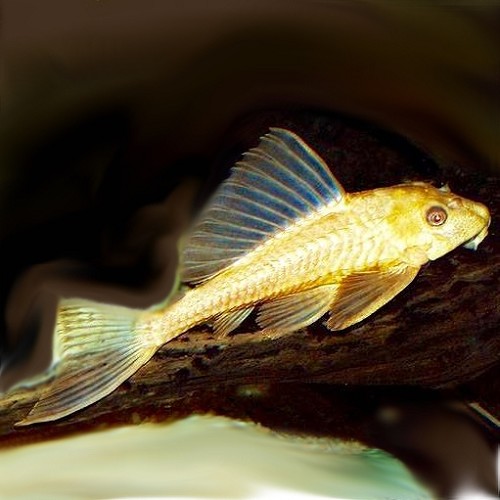 Hypostomus plecostomus gold - Common pleco gold