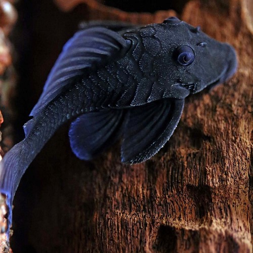 Baryancistrus beginni sp.blue L239 - Blue fin panaque