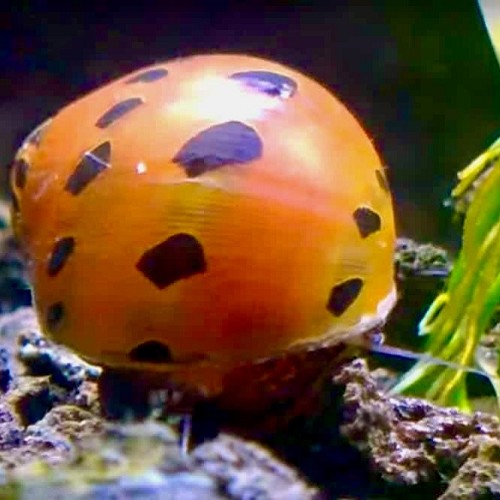 Vittina semiconica   Slak"red onion"