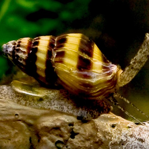 Anentome helena - Assassin snail (1.3 - 2.5 cm)