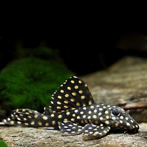 Hypancistrus inspector L-201