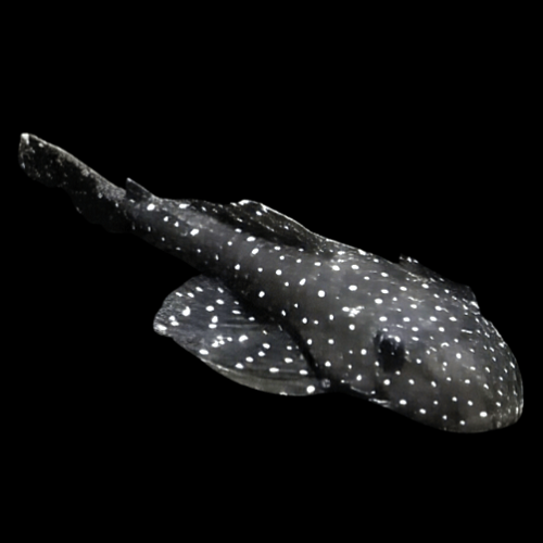 Pseudolithoxus  antrax L-235