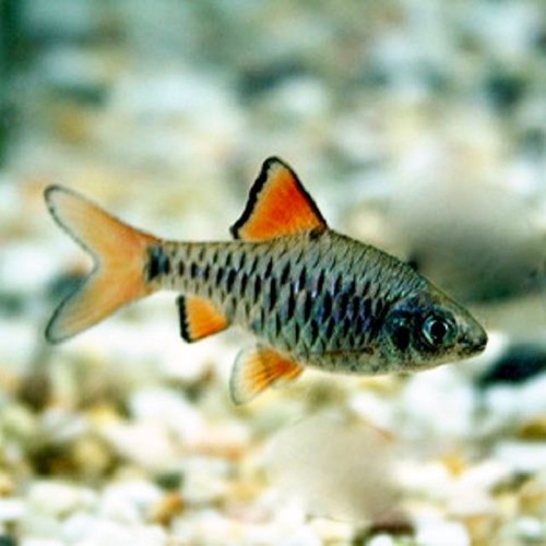 Barbus oligolepis - Checker barb M