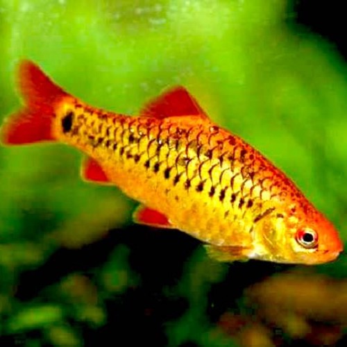 Barbus schuberti - Chinese barb M