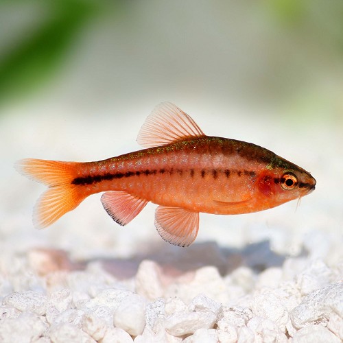 Barbus titteya - Cherry barb M