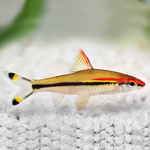 Puntius denisoni - Red lined torpedo fish SM