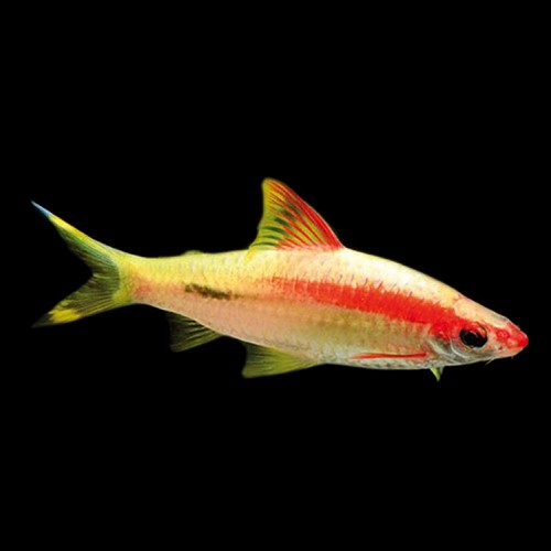 Puntius denisoni - Red lined torpedo fish SM