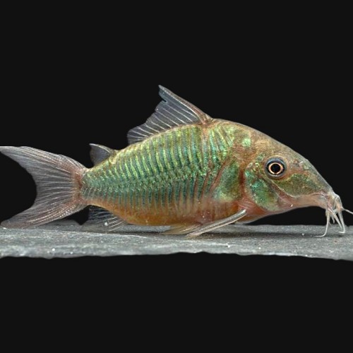 Brochis splendens   Pantsermeerval 5cm