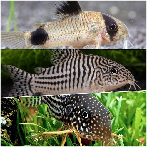 Corydoras mix Luxe