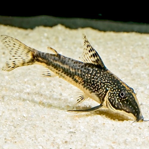 Corydoras barbatus - Banded corydoras ML