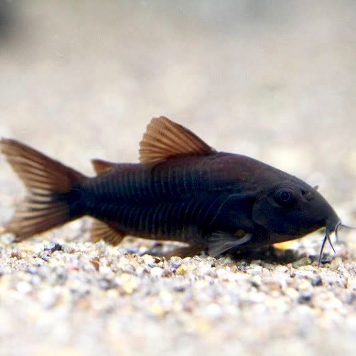 Corydoras black Venezuela