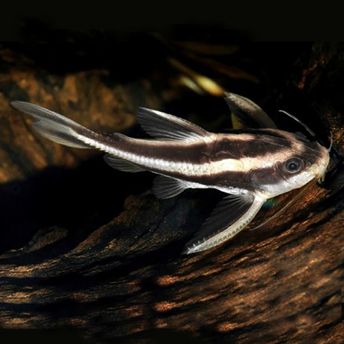 Platydoras costatus - Raphael catfish SM