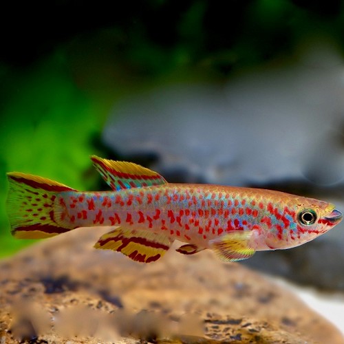 Aphyosemion gardneri - Blue lyretail