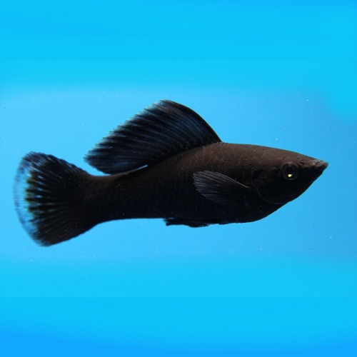 Poeciliidae sphenops - Black molly M