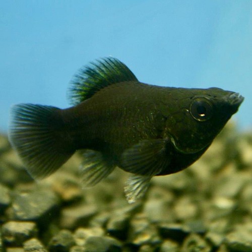 Poeciliidae sphenops - Black balloon molly M