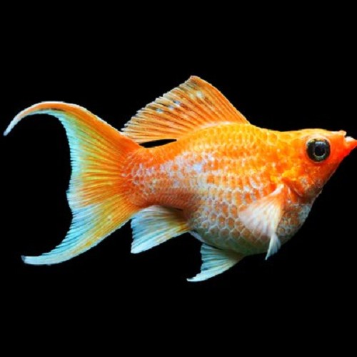 Poeciliidae sphenops - Sunkist round tail balloon molly M