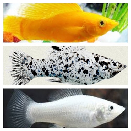 Poecilia velifera - Sailfin molly mix (mixed colors) M