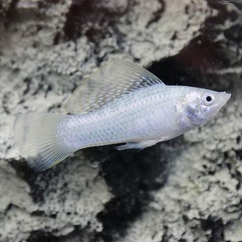 Poecilia velifera - Silver sailfin molly L