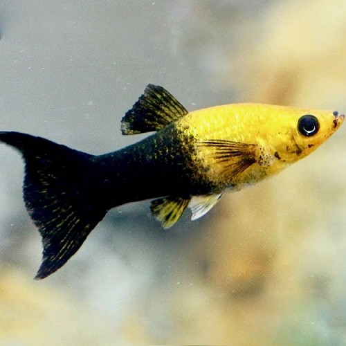 Poeciliidae sphenops - Panda black/gold lyretail molly M