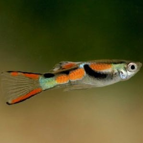 Poecilia wingei male - Guppy endler male mix