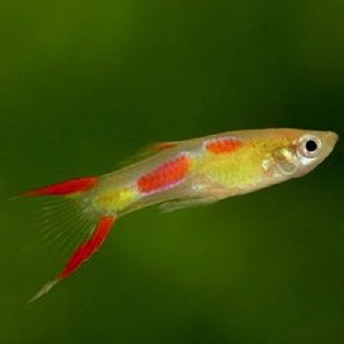 Poecilia wingei male - Guppy endler blond male