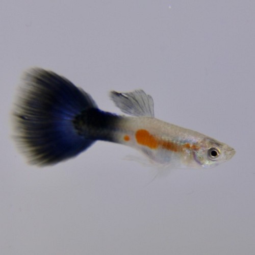 Poecilia ret.   Guppy purple queen M