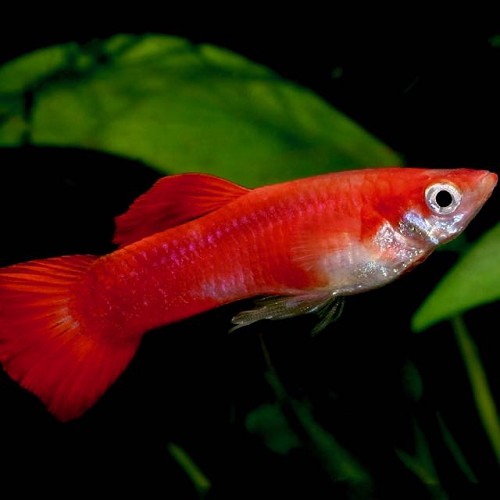 Guppy red blond male 3,5 cm.