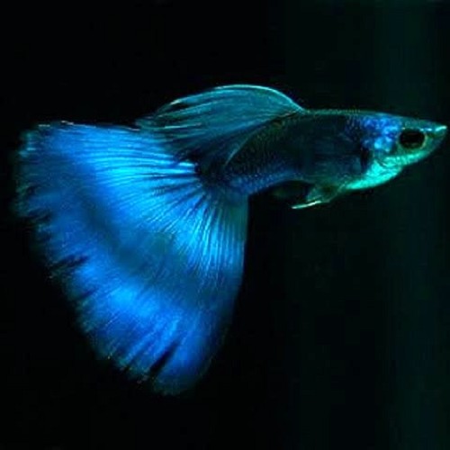 Poecilia reticulatus, Lebistes reticulatus - Guppy blue moscow