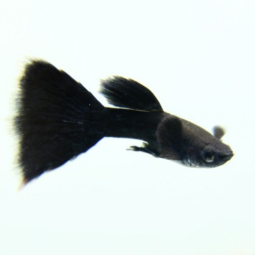 Poecilia reticulatus, Lebistes reticulatus - Guppy full black